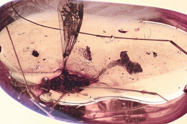 Detailed Fossil Crane Fly and Springtail In Baltic Amber #330679